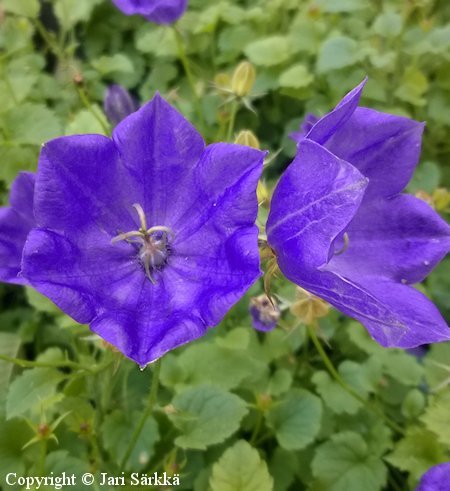 Campanula carpatica Pearl Blue karpaattienkello